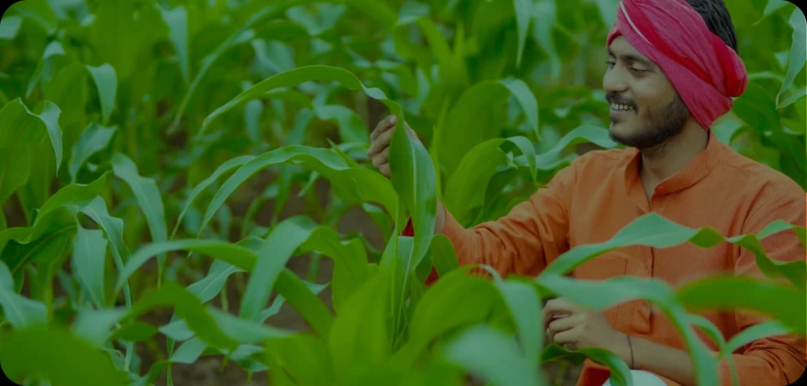 Plant watering guide